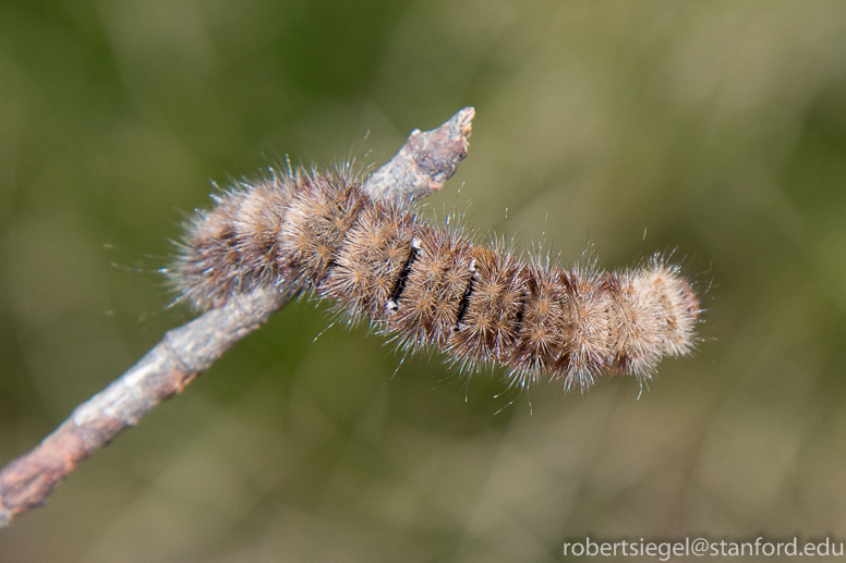 caterpillar